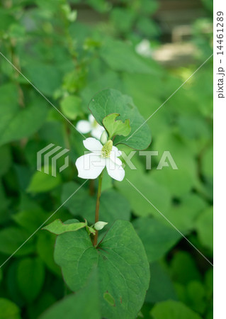 ドクダミの花 14461289