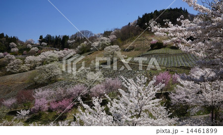 信州池田町陸郷の山桜 14461899