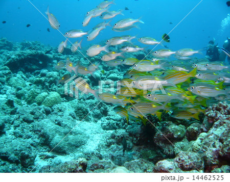 ノコギリダイとヨスジフエダイの群れ 14462525