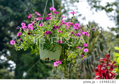 インパチェンス インパチェンス 14466181