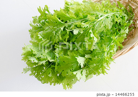 わさび菜 14466255