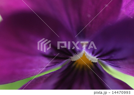 パンジー創作画像 14470993