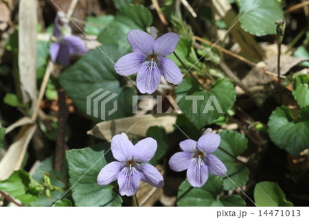 タチツボスミレ タチツボスミレ 14471013