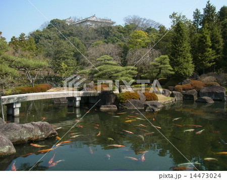 国宝「姫路城」に隣接する日本庭園「好古園」：大池の鯉 14473024