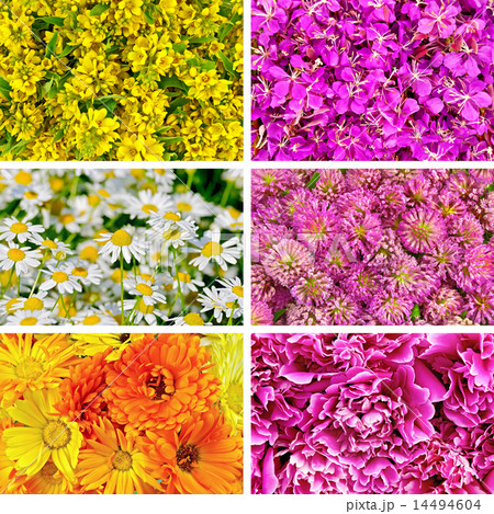 Set of textures different flowers Set of textures different flowers 14494604