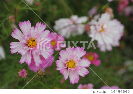 ダブルクリック・コスモスの花 14494649