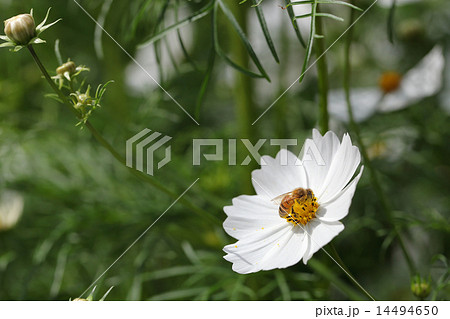 センセーションホワイト・コスモスの花とミツバチ 14494650