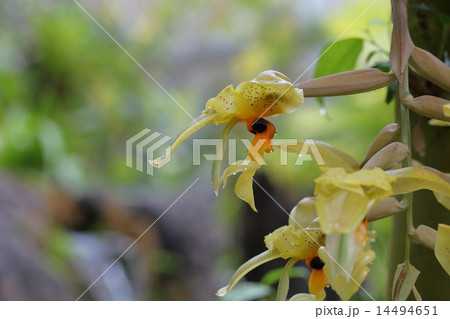 スタンホペアワーディの花と雨雫 14494651