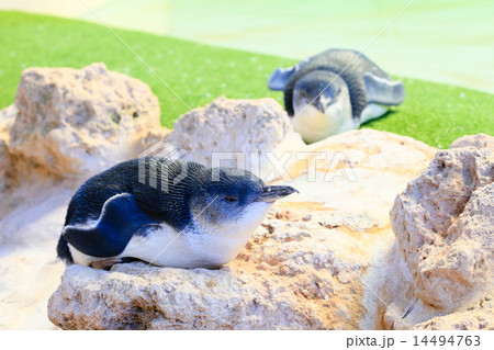 ペンギン島のペンギン 14494763
