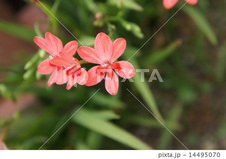 ヒメヒオウギアヤメ 14495070