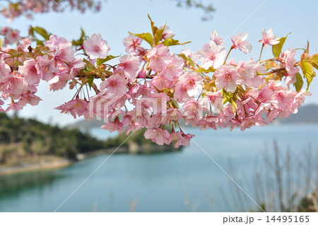 河津桜 14495165