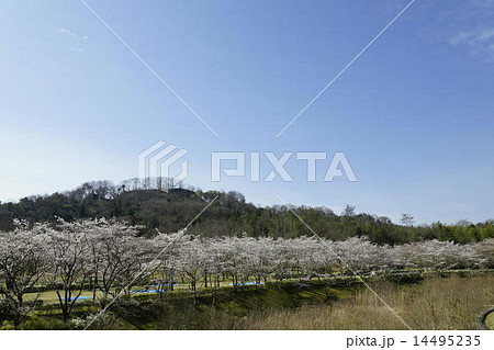 鏡山公園の桜 14495235