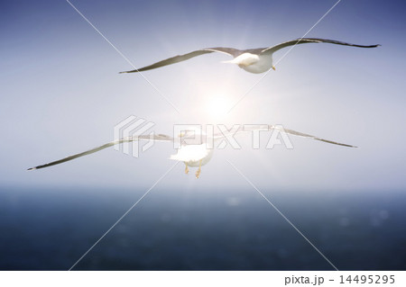 Two of seagulls flying over the sea surface. Two of seagulls flying over the sea surface. 14495295
