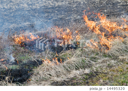 野焼き(柴燃し)15 野焼き(柴燃し)15 14495320