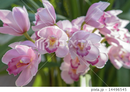 蘭の花 蘭の花 14496545
