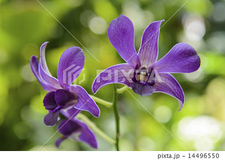 蘭の花 14496550