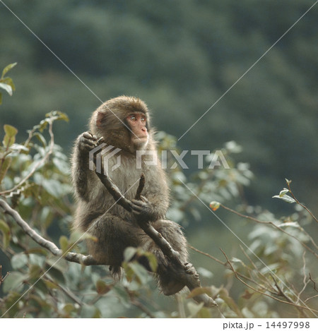 枝の上のニホンザル 14497998