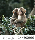 枝の上で寄り添う2匹のニホンザル 14498000