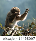 枝の上で顔を覆うニホンザル 14498007