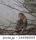 枝の上のニホンザル 14498009