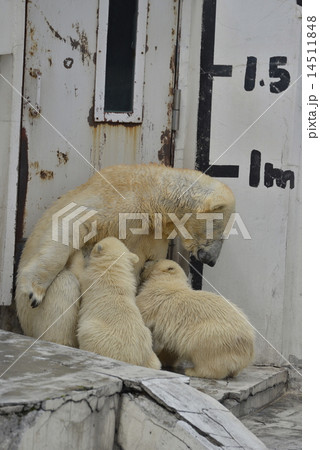 シロクマの親子 シロクマの親子 14511848