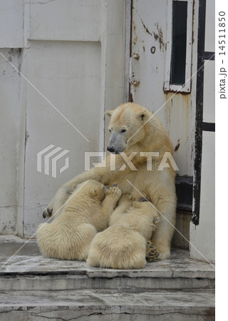シロクマの親子 シロクマの親子 14511850