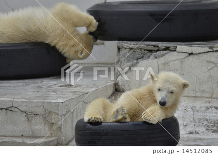 シロクマの赤ちゃん シロクマの赤ちゃん 14512085