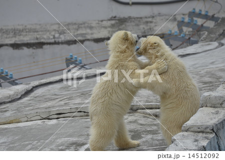 シロクマの赤ちゃん 14512092