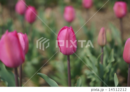 チューリップ ドンキホーテの写真素材