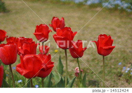 チューリップ　レッドインプレッション 14512424