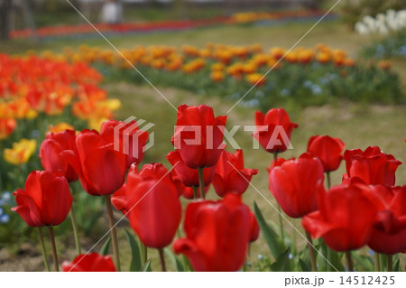 チューリップ レッドインプレッション チューリップ レッドインプレッション 14512425