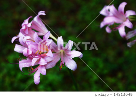 雨に咲く夏水仙の花 14513049