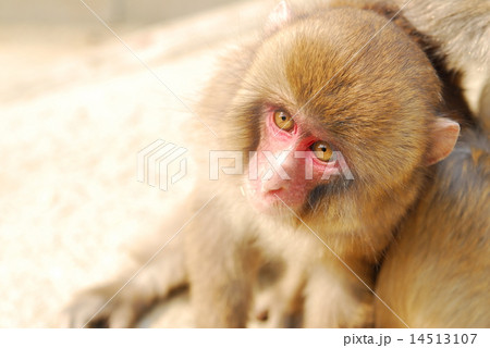 淡路島モンキーセンターの猿 淡路島モンキーセンターの猿 14513107