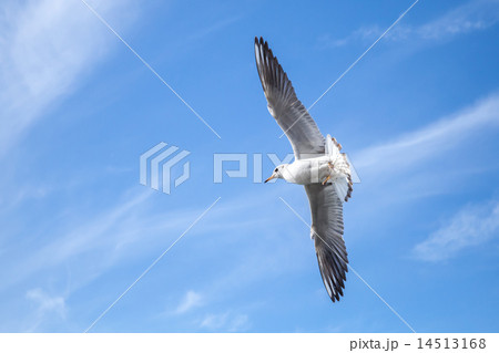 Big white seagull flying on blue cloudy sky 14513168