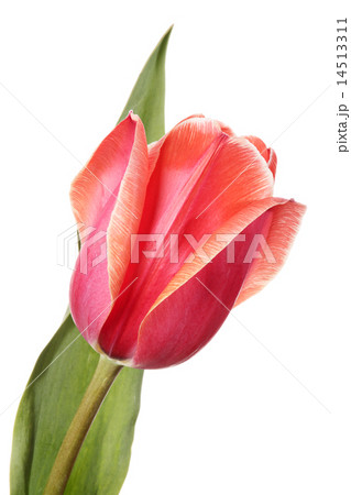 Flower Flower 14513311