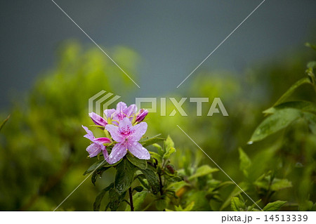 ヒラドツツジ 14513339