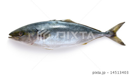 Raw tuna fish 14513403