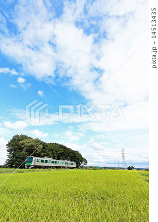 烏山線の夏 14513435