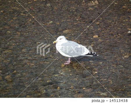 うみねこ 14513438