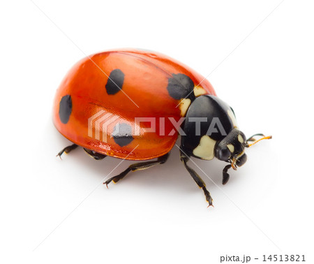 Ladybug 14513821