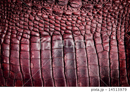 crocodile leather texture background crocodile leather texture background 14513979