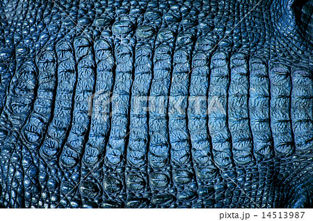 crocodile leather texture background crocodile leather texture background 14513987