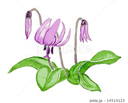 手描きイラスト「カタクリ」 14514123