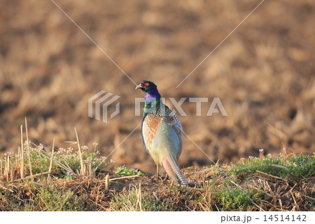 キジの雄 14514142