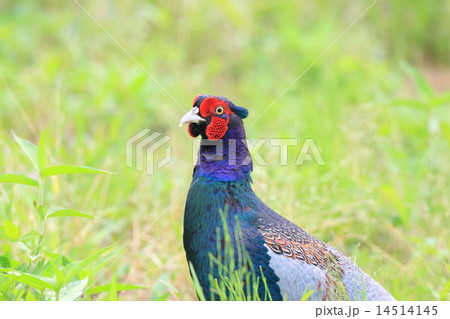 キジの雄 キジの雄 14514145