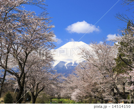 富士山 14514150
