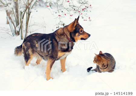 Big dog and cat playing together in the snow Big dog and cat playing together in the snow 14514199