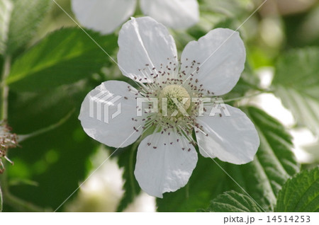 クサイチゴの花 14514253
