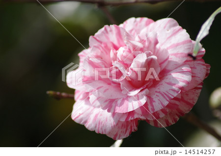 ツバキ唐子咲き ツバキ唐子咲き 14514257