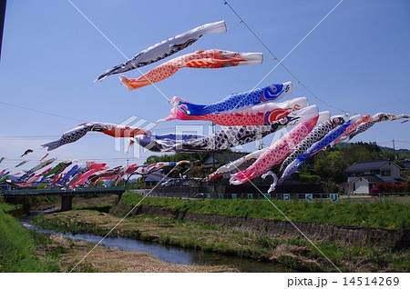 仁保川の鯉のぼりの写真素材